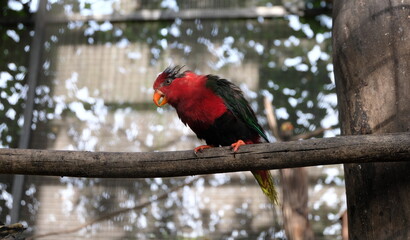 A beautiful red, green and black tropical bird of paradise with orange beak and feet on a perch in captivity in Papua New Guinea