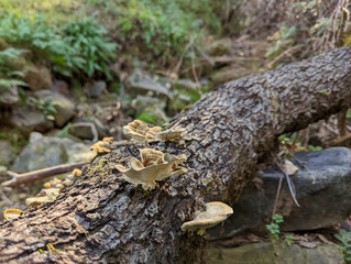 Mushrooms growing on a trunk of a fallen tree