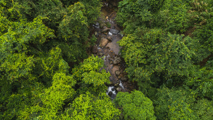 Fototapeta premium Beautiful lush green jungle with small river and dense trees on tropical mountains on summer morning