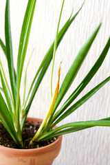 Sansevieria parva (Kenya Hyacinth)with yellow leaf in a clay terracotta flower pot