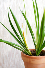 Sansevieria parva (Kenya Hyacinth)with yellow leaf in a clay terracotta flower pot