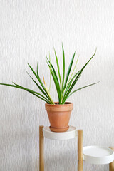 Sansevieria parva (Kenya Hyacinth)with yellow leaf in a clay terracotta flower pot