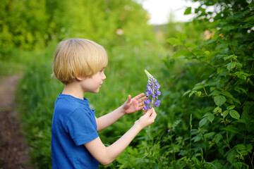 Cute preschooler boy is admiring of lupine flowers in field on summer day. Little child is...