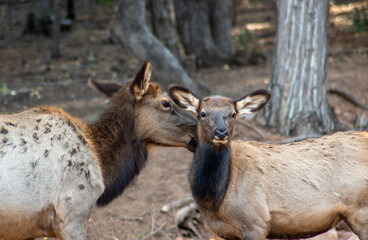 Wild elk nuzzles another elk as it looks to the camera.