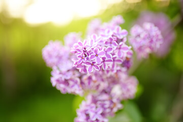 Scented purple and white blooming lilac in domestic garden in spring day. Flowering time causes seasonal allergies in children. Pink and purple lilac.