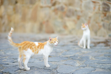 Wild cats on the streets of the medieval Phicardou (Fikardou) village, Cyprus.