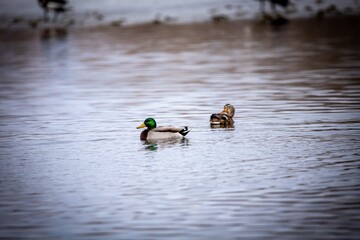 ducks in the lake