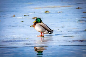 Obraz premium mallard duck on the lake