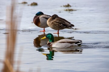 duck on the lake