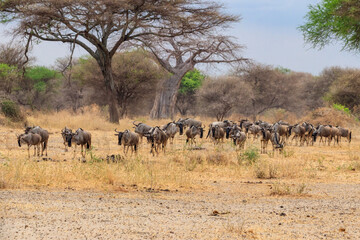 Fototapeta premium Herd of blue wildebeest (Connochaetes taurinus) in Tarangire National Park, Tanzania