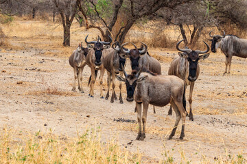 Naklejka na ściany i meble Herd of blue wildebeest (Connochaetes taurinus) in Tarangire National Park, Tanzania