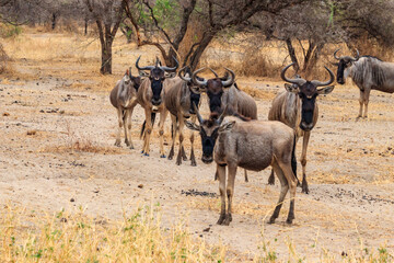 Herd of blue wildebeest (Connochaetes taurinus) in Tarangire National Park, Tanzania