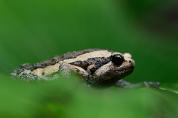 cute frog on the grass