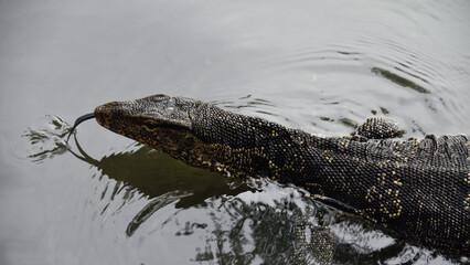 Closeup head of Watermornitor lizard swimming in the pond.it is a scavanger reptile,expensive skin for bag industrail.