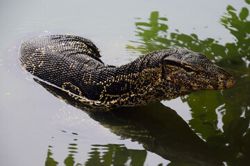 Watermonitor lizard in the pond,Varanus salvator is the scaventure in ecosystem role,expensive skin in the market.