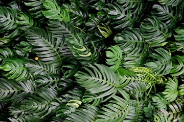 Green montrera leaves texture background