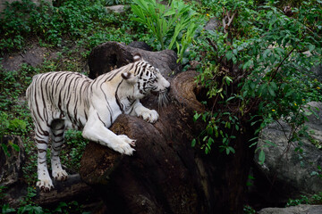white tiger wating for prey in the jungle.nature indicator of forest ecosystem,Panthera tigris are endanger speciese.