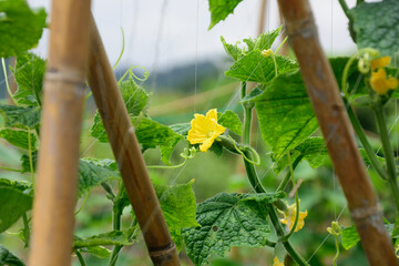 flowers in the garden