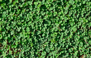 fresh green leaves texture abstract background,green nature concept.