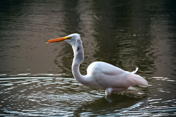 Naklejka premium Great Egret Wading in the Water