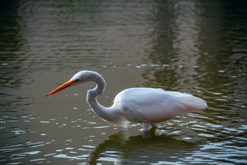 Great Egret Wading in the Water