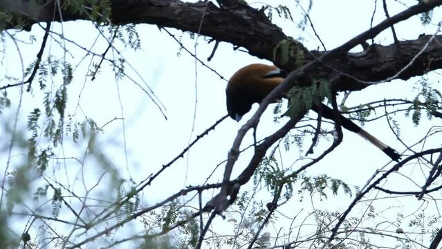 Beautiful adult Red-billed scimitar babbler, low angle view, in the morning covering with misty, perching on the overgrown twig in tropical moist montane forest.