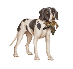 Fototapeta premium chien, animal de compagnie, braque de weimar, gibier, bécasse , mal, femelle, à poil court, animal, brun, chiot, canidé, isolé, braque, joli, noir et blanc, portrait, mammifère, chien de rapport, de 