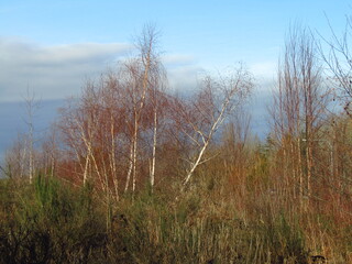 trees in autumn