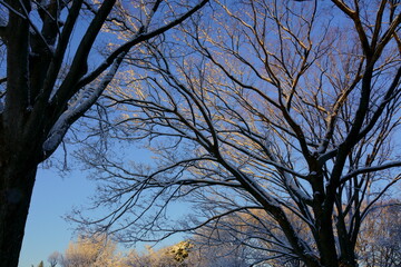 夜に雪の降った朝の公園の木々の風景