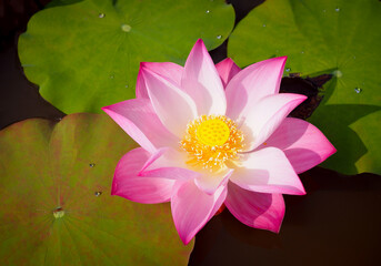 Beautiful pink Lotus flower with green leaves in nature for background