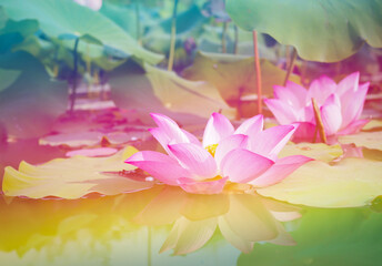 Beautiful pink lotus flower for background and postcard, pastel color and soft focus