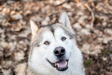 Bright brown eyes closeup of a dog. Young adorable Alaskan Malamute female posing in autumnal woods in Poland. Selective focus on the details, blurred background.