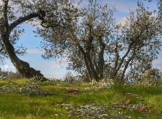 freshly pruned olive trees on the hill