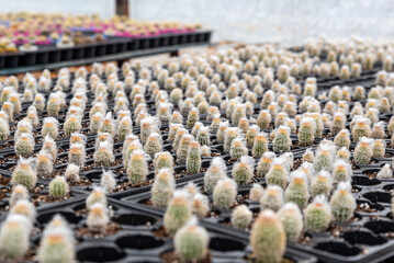 Many flowers and saplings are grown in greenhouses in the Bayindir district of Izmir, succulents and cacti are grown from them.