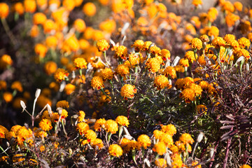 マリーゴールド