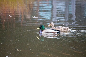 A Mallard and his mate swimming in sync. The male never lets it female get far away.