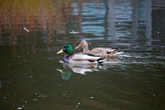 A Mallard And His Mate Swimming In Sync. The Male Never Lets It Female Get Far Away.