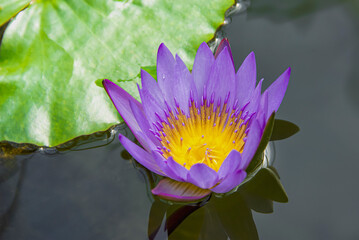 blooming purple lotus