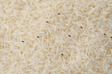 Many moths or insect or pest are eating raw rice.