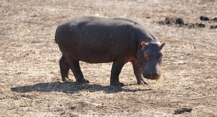 Common Hippopotamus [hippopotamus amphibius] on land in Africa