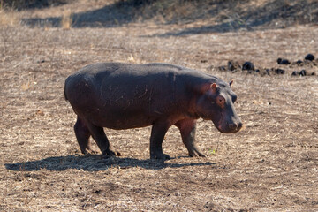 Common Hippo [hippopotamus amphibius] on land in Africa