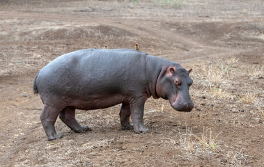 Common Hippopotamus [hippopotamus amphibius] walking on land in Africa