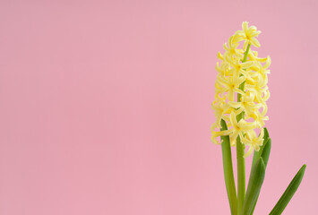 Yellow hyacinth flower on a pink background. Spring flowers. Growth hyacinth. Floral Greeting card, March 8, mother's day, woman day, birthday, copy space