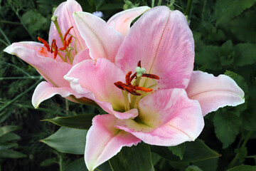 charming beautiful oriental lily