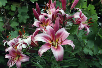beautiful oriental lily hybrid in the garden