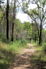 Bush walking track in the Australian bush near Newnes New South Wales Australia. Surrounded by eucalyptus trees