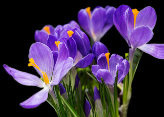 The flower is a purple crocus.
 Crocus is a spring bulbous plant. the Iris family. In nature, crocus saffron grows in the steppes, forests and meadows of Europe, Asia and the Middle East. 