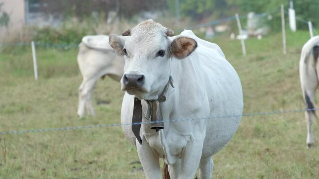 White cow close up in rural farm