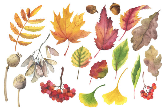 Set with colorful and bright autumn leaves, dry poppy, acorns and rowan berries. Each element is hand painted in watercolor. Autumn mood for your works. Suitable for any designs and ideas.