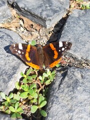 butterfly on a flower